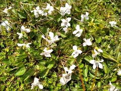 Viola cunninghamii