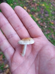 Hebeloma