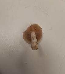Hebeloma