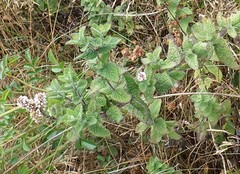 Mentha × rotundifolia