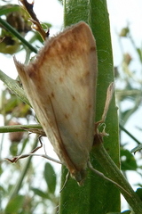 Evergestis extimalis