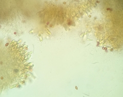 Hebeloma