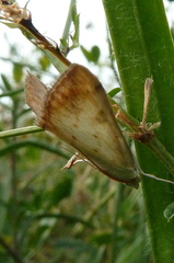 Evergestis extimalis