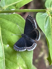Riodinini