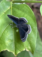Riodinini