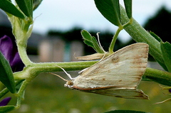 Evergestis extimalis