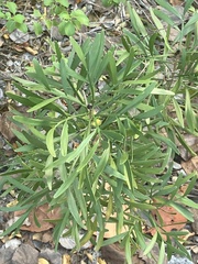 Phyllanthus angustifolius
