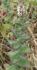 Mentha × rotundifolia