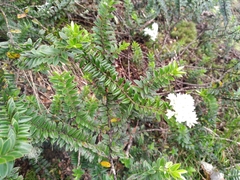 Veronica canterburiensis