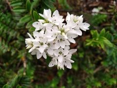 Veronica canterburiensis