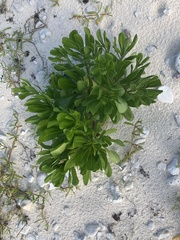 Scaevola taccada