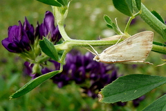 Evergestis extimalis