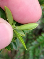 Veronica canterburiensis