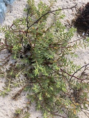 Euphorbia mesembryanthemifolia