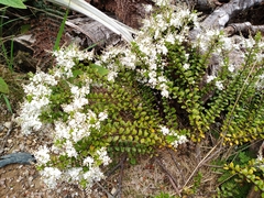 Veronica vernicosa