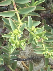 Euphorbia mesembryanthemifolia