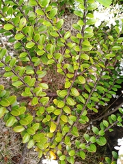 Veronica vernicosa
