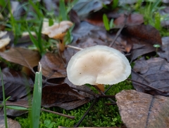 Clitocybe fragrans
