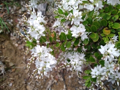 Veronica vernicosa