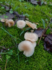 Clitocybe fragrans