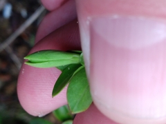 Veronica vernicosa