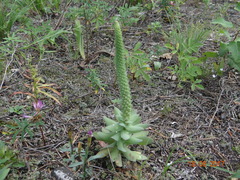 Orostachys malacophylla