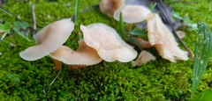 Clitocybe fragrans