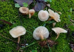 Clitocybe fragrans