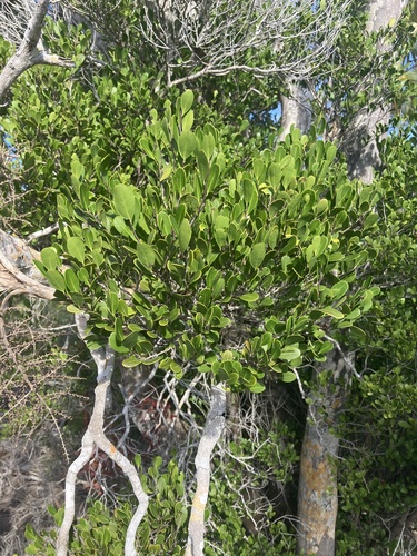 Rat Wood (Erythroxylum rotundifolium)