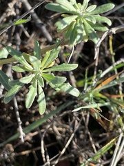 Hippophae rhamnoides