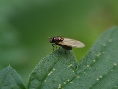 Calliopum