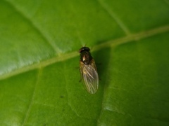Calliopum