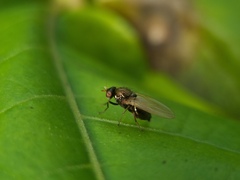 Calliopum