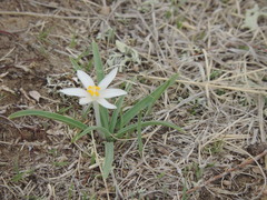 Leucocrinum montanum