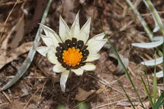 Gazania linearis