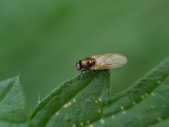 Calliopum
