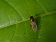 Calliopum