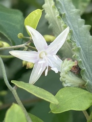 Jacquemontia havanensis