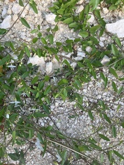 Jacquemontia havanensis