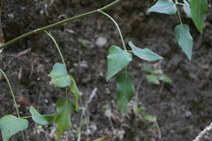 Pimpinella wallichiana