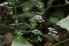 Pimpinella wallichiana