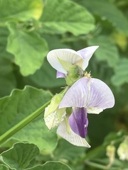 Crotalaria verrucosa