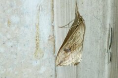 Evergestis forficalis