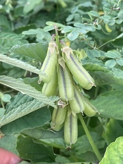 Crotalaria verrucosa