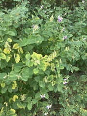 Crotalaria verrucosa