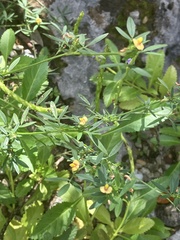 Stylosanthes