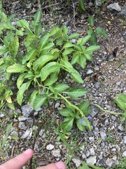 Stachytarpheta jamaicensis