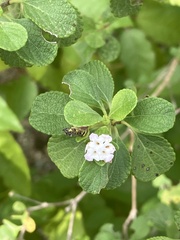 Lantana involucrata