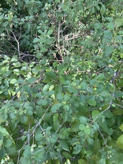 Lantana involucrata