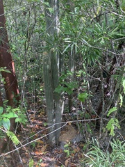 Cactoideae